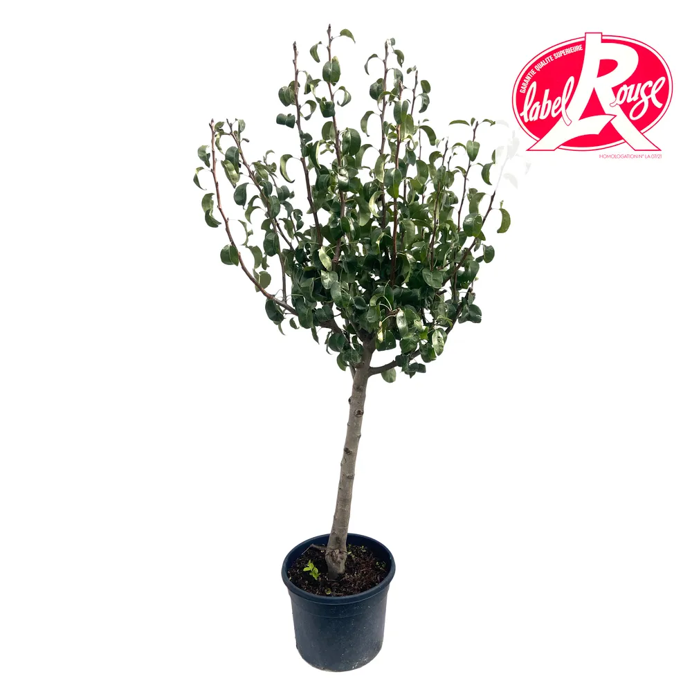 Poirier Jeanne d'Arc, Label Rouge : gobelet 3 ans, pot 12L
