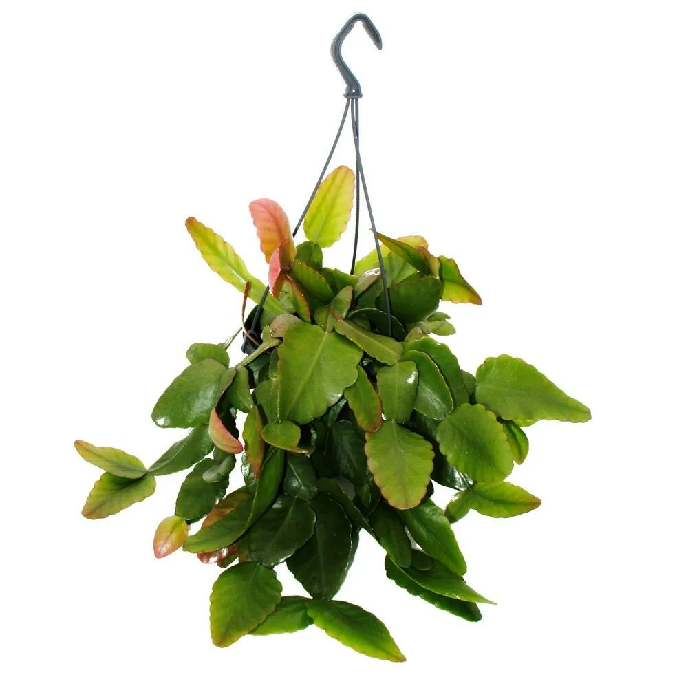 Urban jungle elegance - ambre de cactus moderne avec une superbe structure de feuilles - rhipsalis pachyptera rubra - 15cm